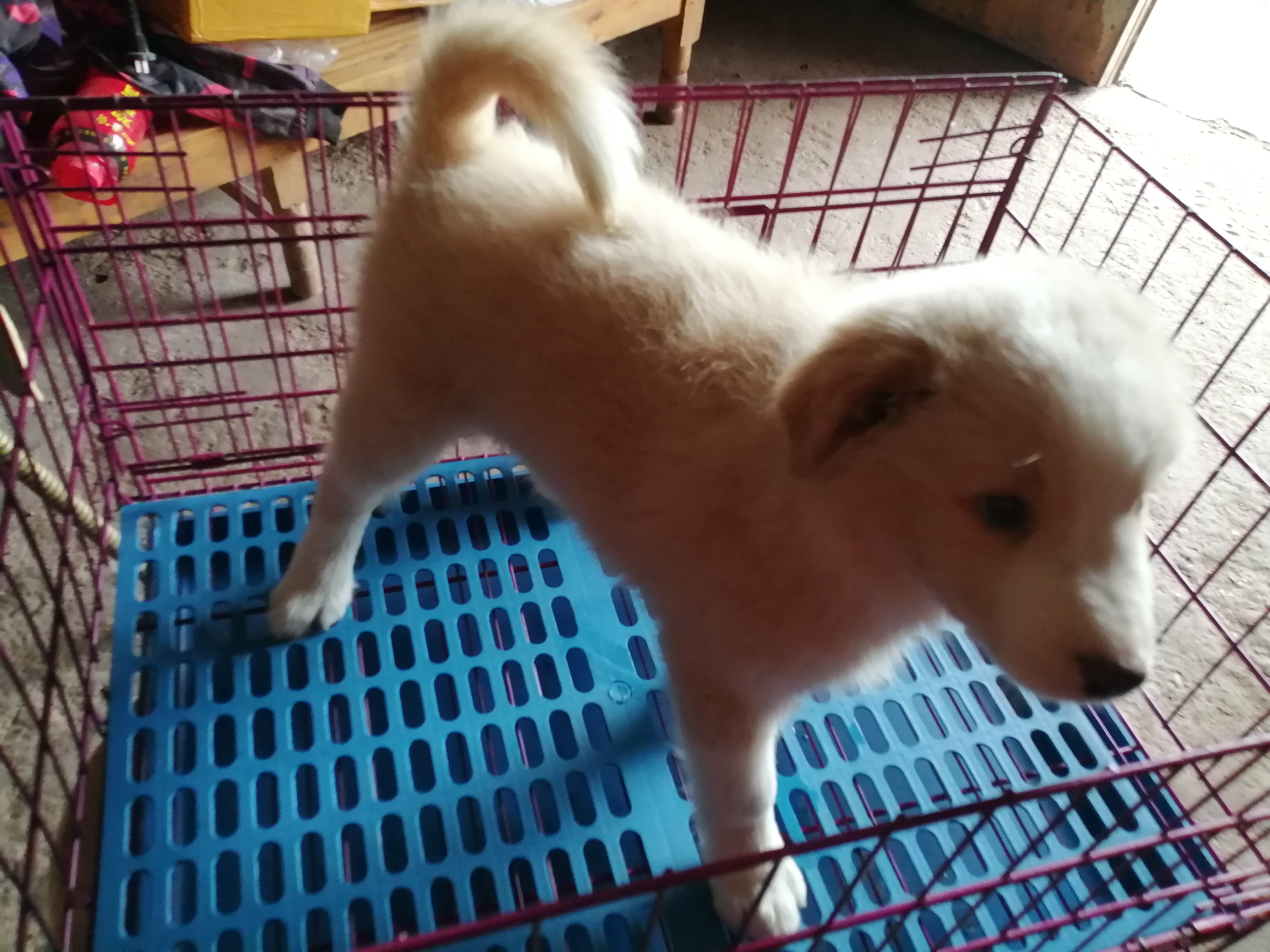 自己家养，🉑靠，犬瘟细小包90天
